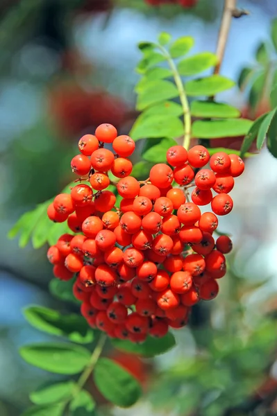 Rowan bogyókat, hegyi kőris (sorbus) — Stock Fotó