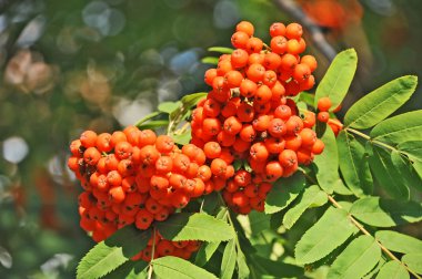 Üvez meyveleri, üvez (sorbus)