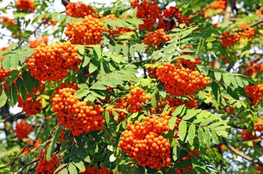 Üvez meyveleri, üvez (sorbus)