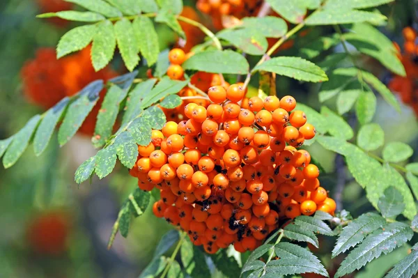 Bayas de Rowan, Ceniza de montaña (Sorbus ) — Foto de Stock