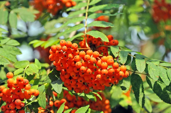 Rowan berries, Mountain ash (Sorbus) — Stock Photo, Image