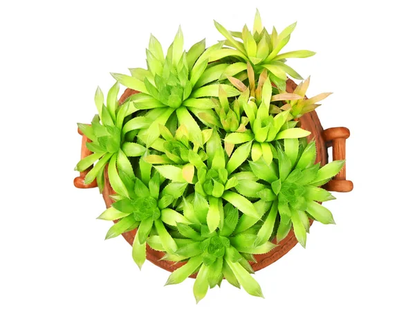 Pianta Succulenta Haworthia Cooperi Isolata Fondo Bianco — Foto Stock