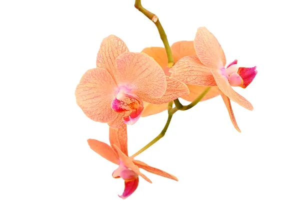 Flor Orquídea Rosa Aislada Sobre Fondo Blanco — Foto de Stock