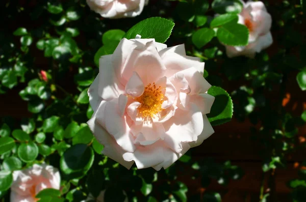 Kırsal Çiçek Tarhında Güzel Taze Bir Gül Çiçeği — Stok fotoğraf
