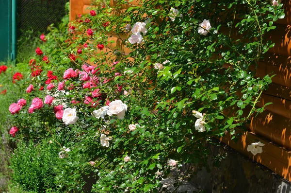 Bela Flor Rosa Fresca Canteiro Flores Rural — Fotografia de Stock