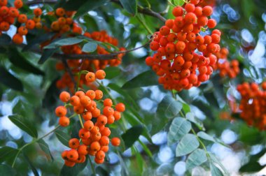 Çilek, dağ ağacı (Sorbus) olgun dutlu