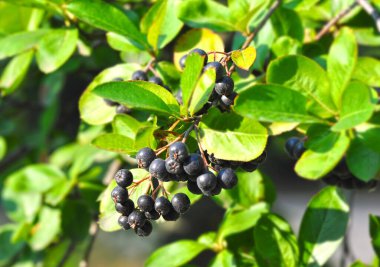 Olgun böğürtlenli (Aronia melanocarpa) ağaç