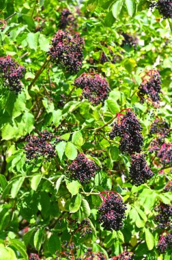 Yapraklara yaslanmış olgun bir mürver