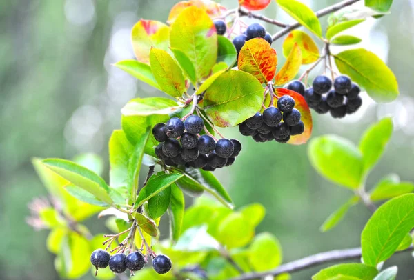 熟した果実を持つブラック アシュベリー アロニア メラノカルパ — ストック写真