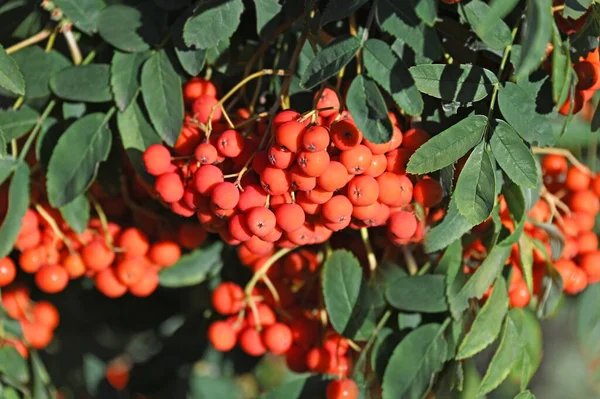 Rönnbär Rönbärsträd Sorbus Med Mogna Bär — Stockfoto