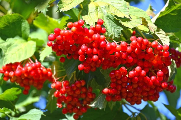 Yaprakların dalında olgun viburum