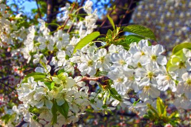 Yumuşak çiçekli güzel bir elma ağacı.