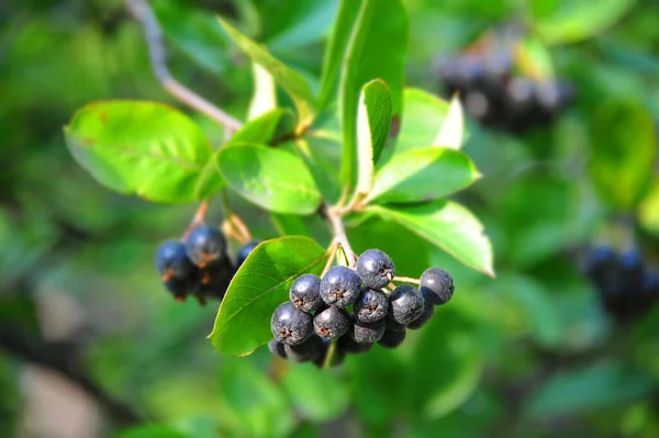 带有成熟浆果的黑莓 Aronia Melanocarpa — 图库照片