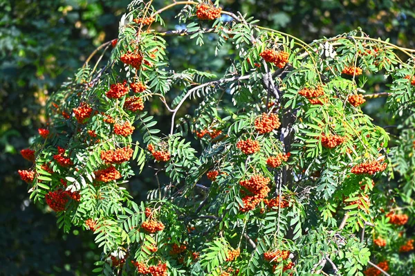 Bayas Rowan Fresno Montaña Sorbus Árbol Con Bayas Maduras — Foto de Stock