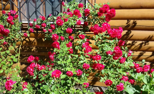 Gyönyörű Friss Rózsa Virág Vidéki Virágágyásban — Stock Fotó