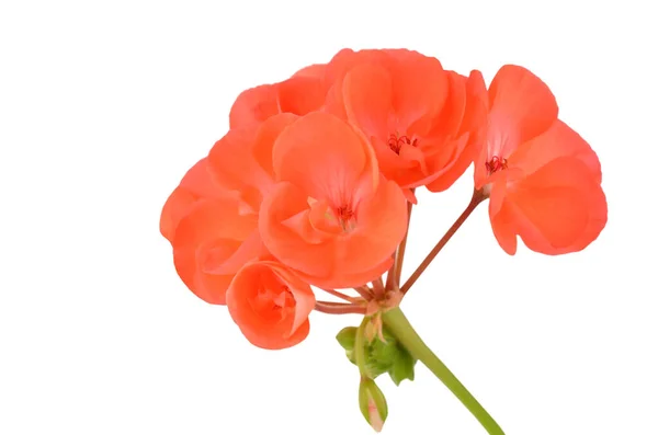 Balmy Geranium Blume Isoliert Auf Weißem Hintergrund — Stockfoto