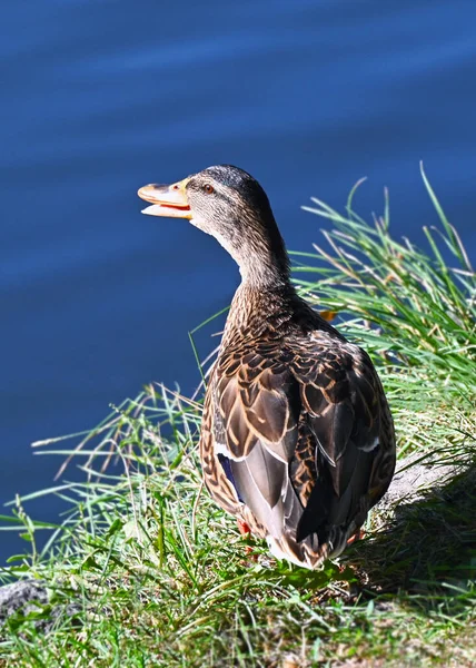 Wild Duck Anas Plathyrhynchos Περπάτημα Τράπεζα Κοντά Στη Λίμνη — Φωτογραφία Αρχείου