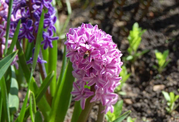 Prachtige Hyacint Muscari Met Frisse Zachte Bloesem — Stockfoto