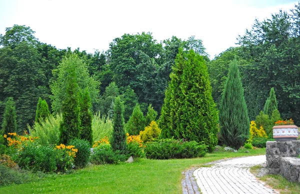 Hermoso Abeto Siempreverde Parque Verano — Foto de Stock