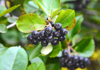 Olgun böğürtlenli (Aronia melanocarpa) ağaç