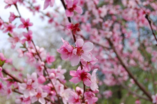 Blossoming Cerasus Serrulata Japanese Flowering Cherry Tree — Stock Photo, Image