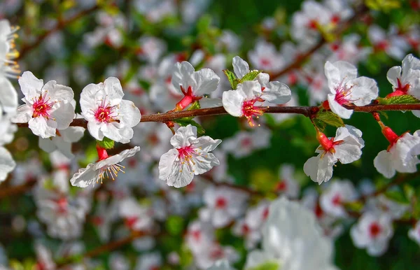 Beautiful Apricot Tree Fresh Balmy Blossom — Stock Photo, Image