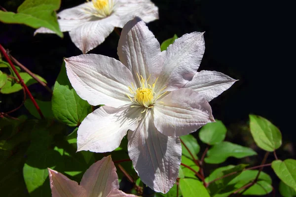 Balmy Clematis Kwiat Nad Naturalnym Zielonym Tle — Zdjęcie stockowe