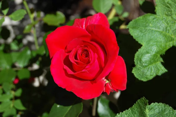 Beautiful Fresh Rose Flower Rural Flowerbed — Stock Photo, Image