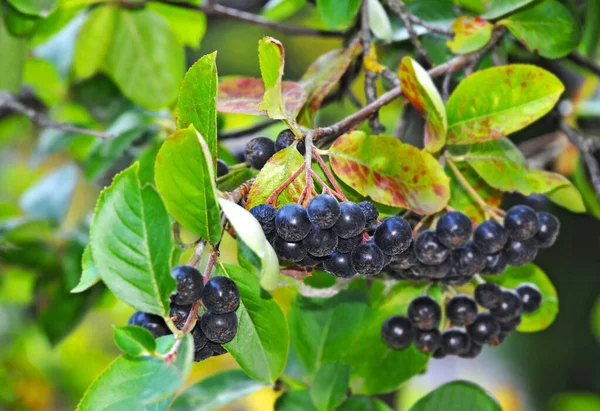 带有成熟浆果的黑莓 Aronia Melanocarpa — 图库照片