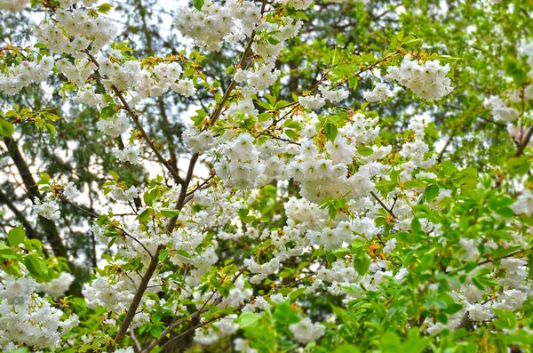 Kwitnące Drzewo Cerasus Serrulata Wiśnia Japońska — Zdjęcie stockowe