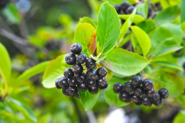 Jeżyna Czarna Aronia Melanocarpa Jagodami Dojrzałymi — Zdjęcie stockowe