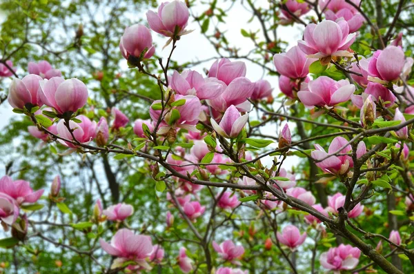 Beautiful Bloomy Magnolia Tree Big Pink Flowers — Stock Photo, Image