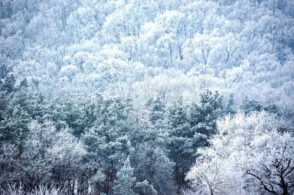 Winterwald Mit Raureif Blauton — Stockfoto