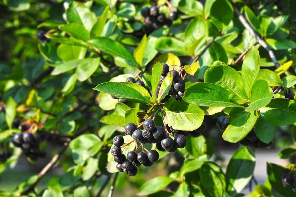 Black Ashberry Aronia Melanocarpa Tree Ripe Berry — Stock Photo, Image