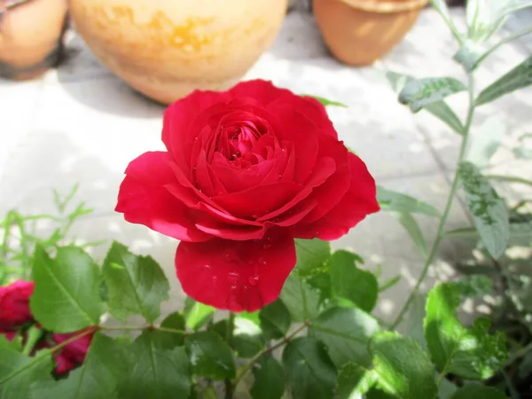 Beautiful Fresh Rose Flower Rural Flowerbed — Stock Photo, Image