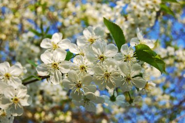 Yumuşak çiçekli güzel bir elma ağacı.
