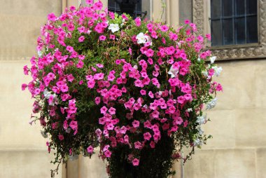 Bir sürü parlak pembe petunyası olan güzel çiçek tarhı.