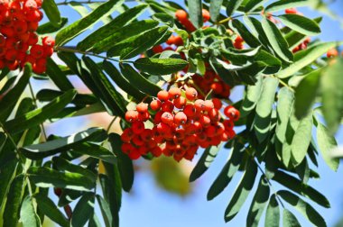 Çilek, dağ ağacı (Sorbus) olgun dutlu