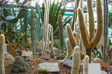 Yeşil kaktüs bitkisi, arka planda keskin yırtıklar var.