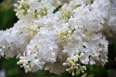 Doğal yeşil arkaplan üzerinde leylak (şırınga) çiçeği