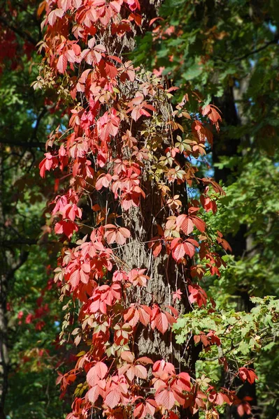 Hojas Vid Silvestre Roja Tronco Árbol Otoño —  Fotos de Stock