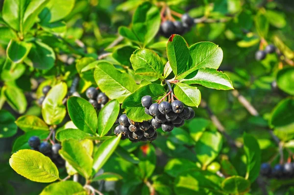 Schwarzer Eschenbeerbaum Aronia Melanocarpa Mit Reifen Beeren — Stockfoto