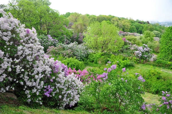 Lilac Injekční Stříkačka Květina Botanické Zahradě Kyjev — Stock fotografie