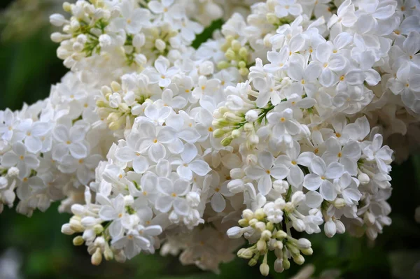 Lilac Syringa Bloem Natuurlijke Groene Achtergrond — Stockfoto