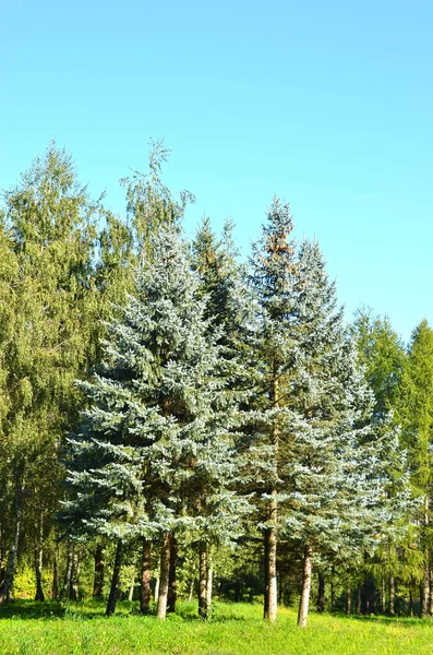 Beautiful Blue Fir Tree Forest — Stock Photo, Image
