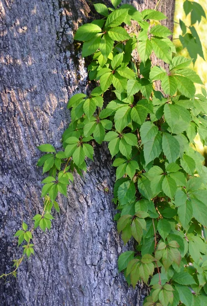 Feuilles Vigne Sauvage Sur Tronc Arbre Dans Bois — Photo