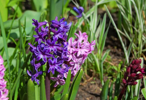 Prachtige Hyacint Muscari Met Frisse Zachte Bloesem — Stockfoto