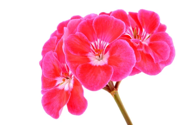 Balmy Geranium Blume Isoliert Auf Weißem Hintergrund — Stockfoto