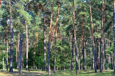 Yaz ormanda güzel herdem yeşil çam ağacı