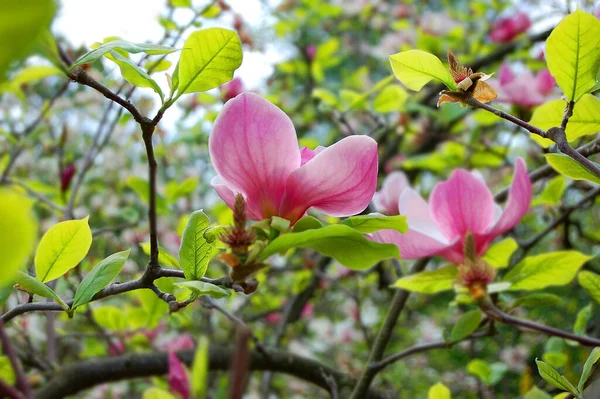 Vacker Blommig Magnolia Träd Med Stora Rosa Blommor — Stockfoto